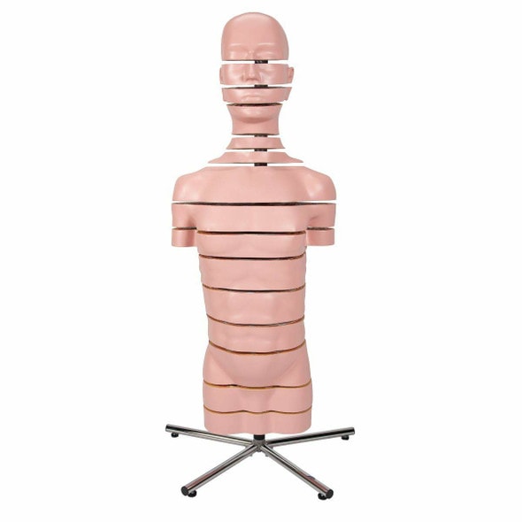 MRI Human Torso Anatomy Model 15 Slices MRI Human Torso Anatomy Model 15 Slices