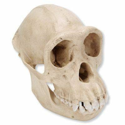 Life-Size Female Chimpanzee Skull Anatomy Model