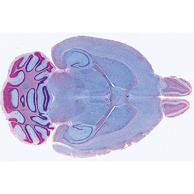 Human Nervous System - English Microscope Slides