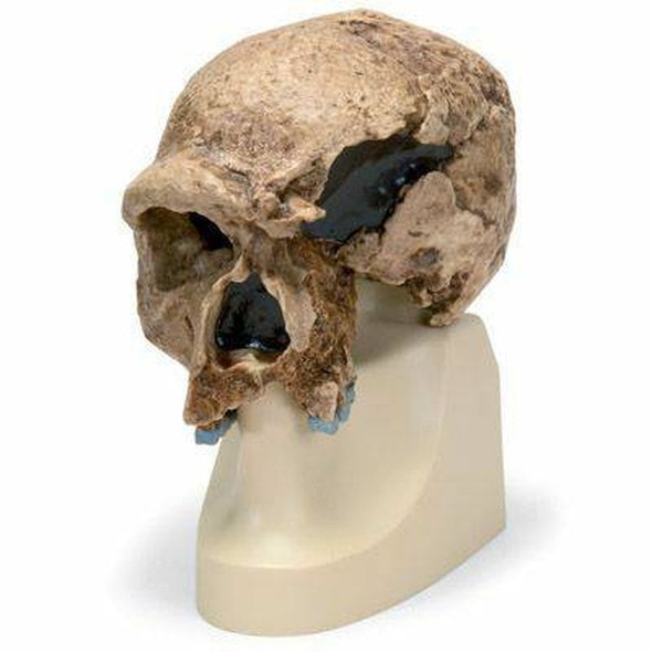 Anthropological Skull Model - Steinheim