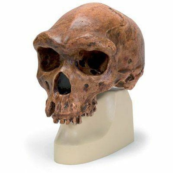 Anthropological Skull Model - Broken Hill Or Kabwe