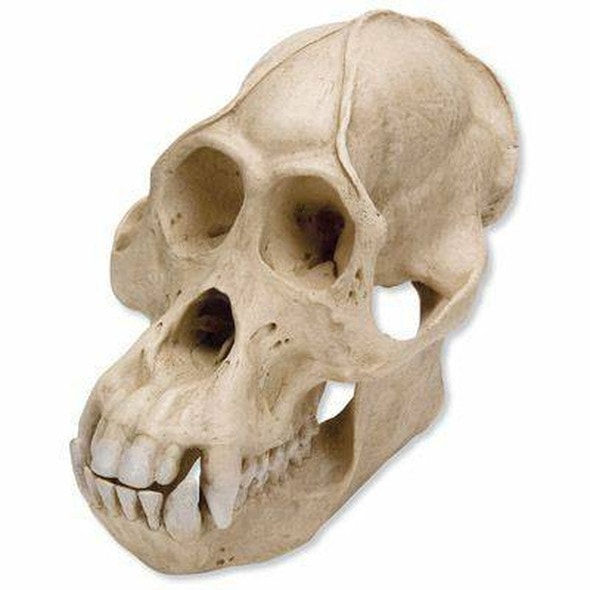 Anthropological Skull Model - Male Orang-Outang 2 Parts