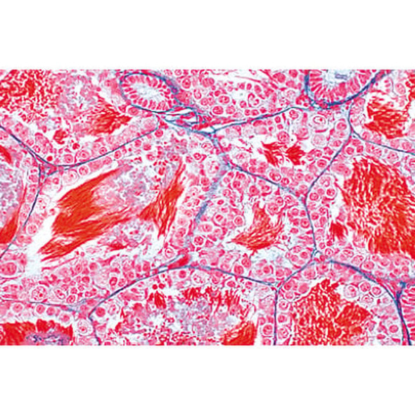 Animal Cell Anatomy - English Microscope Slides