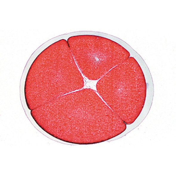 Frog Embryology - Microscope Slides