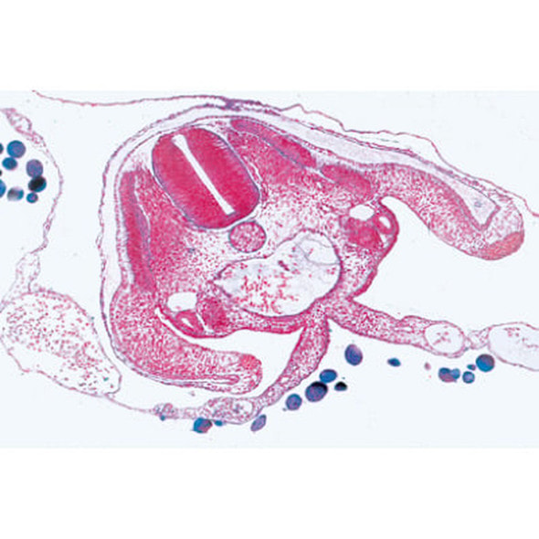 Chicken Embryology - Microscope Slides
