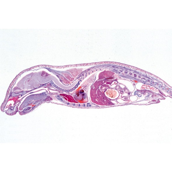 Pig Embryology - Microscope Slides