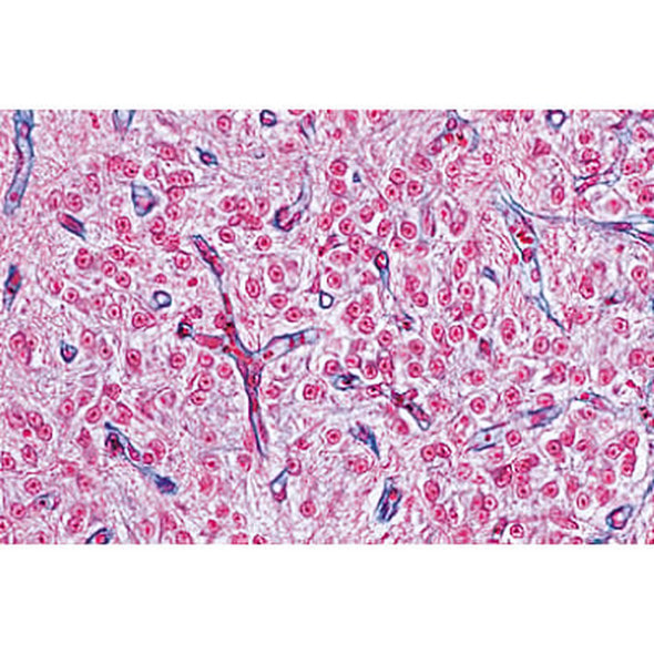 Endocrine System - English Microscope Slides