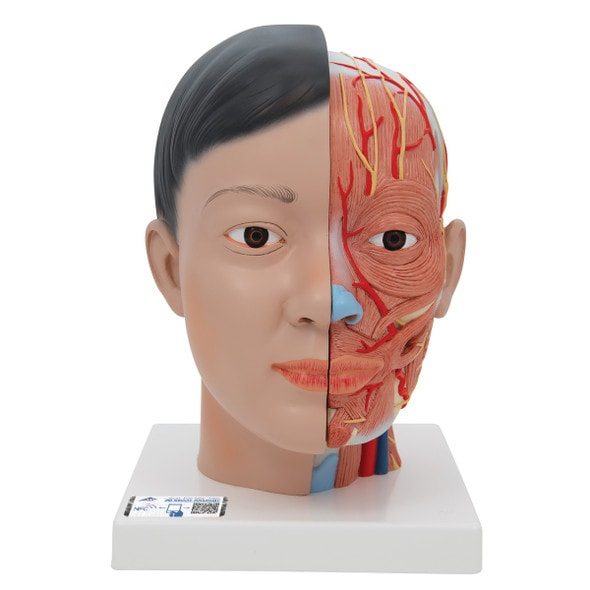 soltman　頭部模型　人体模型　経絡図　現代アート　オブジェ SOMSO 19-Part Life-Size Head and Neck Anatomy Model | Anatomy