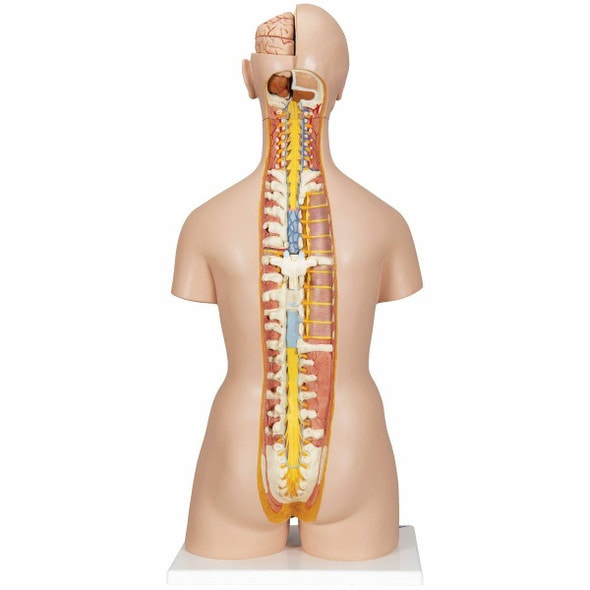 Deluxe Dual-Sex Human Torso Anatomy Model 28 Part Deluxe Dual-Sex Human Torso Anatomy Model 28 Part