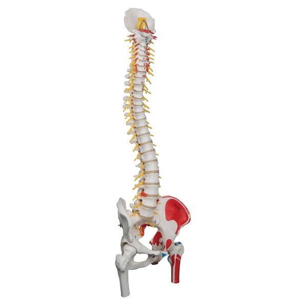 Painted Deluxe Flexible Spine Anatomy Model