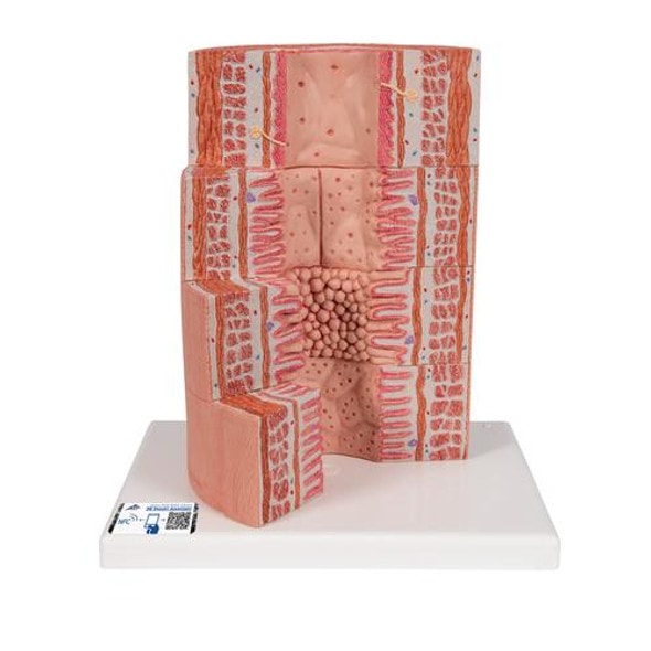 3B Microanatomy Digestive System Anatomy Model 3B Microanatomy Digestive System Anatomy Model