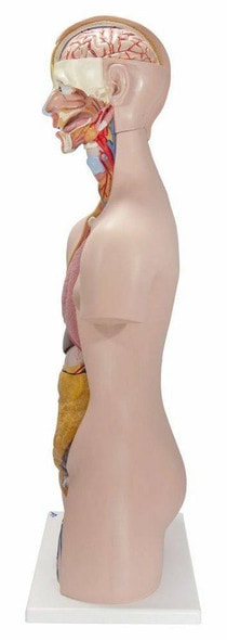 Classic Human Unisex Torso Anatomy Model 14 Parts Classic Human Unisex Torso Anatomy Model 14 Parts