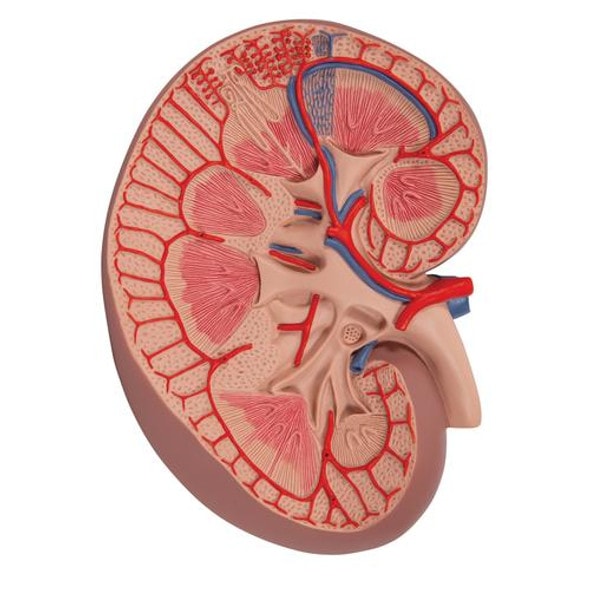Basic Kidney Section Anatomy Model - 3 Times Life-Size Basic Kidney Section Anatomy Model - 3 Times Life-Size