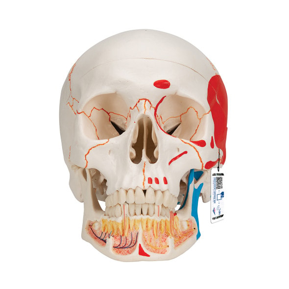 Classic Painted Human Skull Anatomy Model 3 Parts