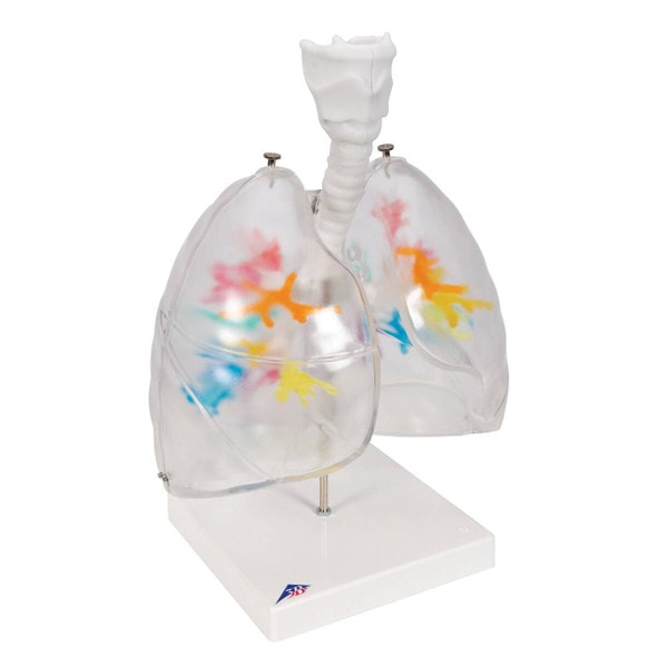 Bronchial Tree Model with Larynx and Transparent Lungs Bronchial Tree Model with Larynx and Transparent Lungs