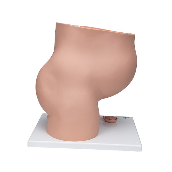 Pregnancy Pelvis Anatomy Model 3 Parts