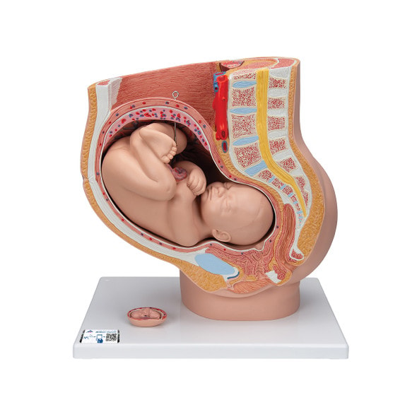 Pregnancy Pelvis Model with 40-Week Fetus, 3-Parts, Light Skin