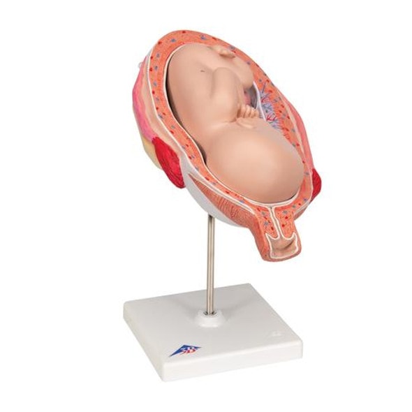7th Month Fetus Anatomy Model 7th Month Fetus Anatomy Model