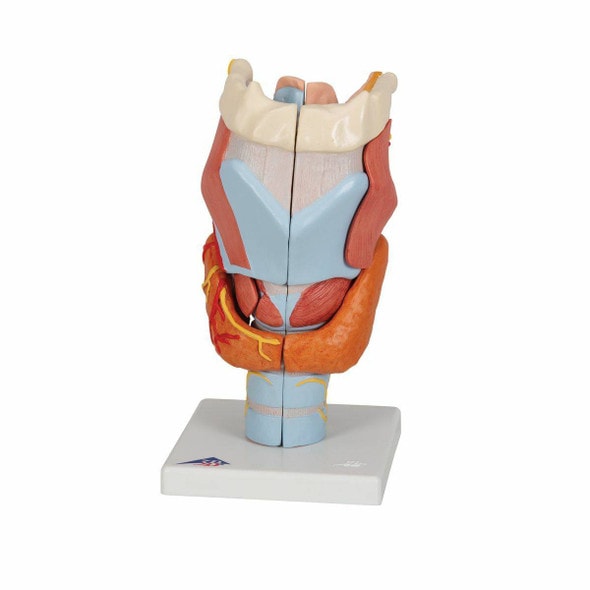 Larynx Anatomy Model 7 Parts Larynx Anatomy Model 7 Parts