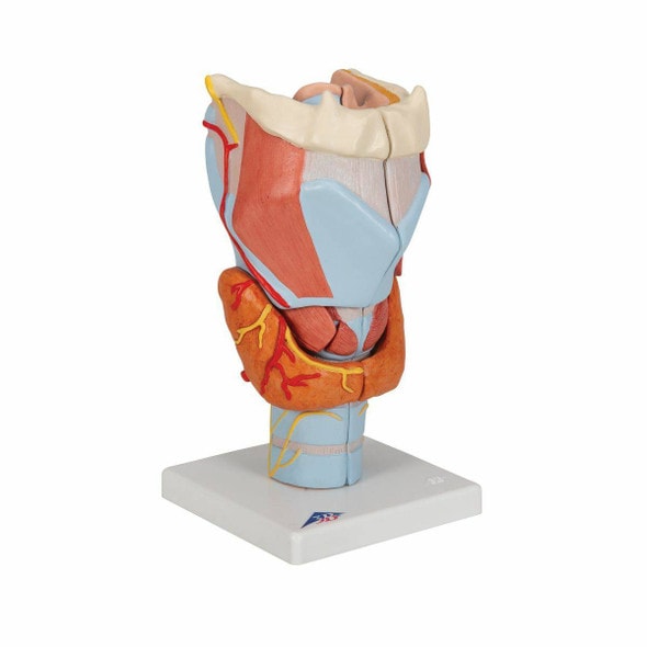 Larynx Anatomy Model 7 Parts Larynx Anatomy Model 7 Parts