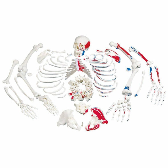 Disarticulated Painted Full Skeleton Anatomy Model Disarticulated Painted Full Skeleton Anatomy Model