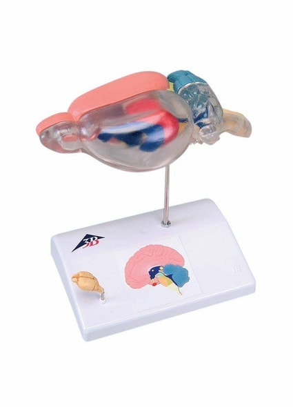 人体模型　脳脊髄循環Cerebrospinal FluidCirculation A78 Cerebro-spinal Fluid Circulation Model – Denoyer-Geppert