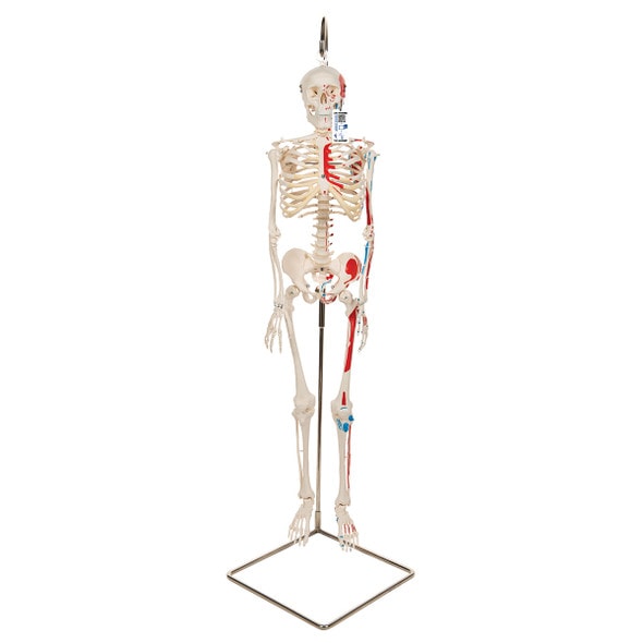 Painted Mini 31" Human Skeleton Anatomy Model with Hanging Stand Painted Mini 31" Human Skeleton Anatomy Model with Hanging Stand