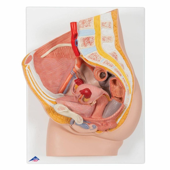 Female Pelvis Model in Median Section, 2-Parts, Light Skin