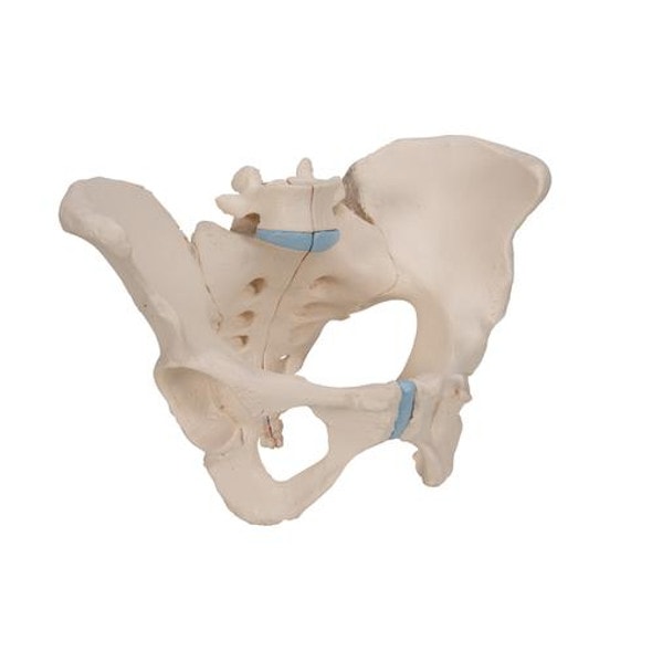 Life-Size Female Pelvis Anatomy Model 3 Parts Life-Size Female Pelvis Anatomy Model 3 Parts