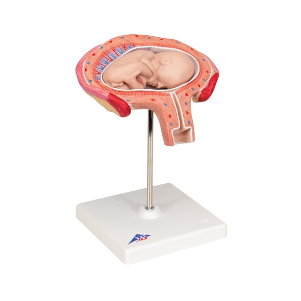4th Month Fetus Anatomy Model