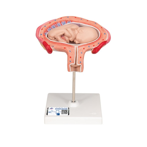4th Month Fetus Anatomy Model