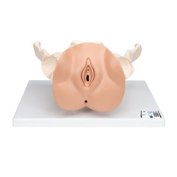 Female Pelvis Skeleton Anatomy Model With Genital Organs 3 Parts Female Pelvis Skeleton Anatomy Model With Genital Organs 3 Parts