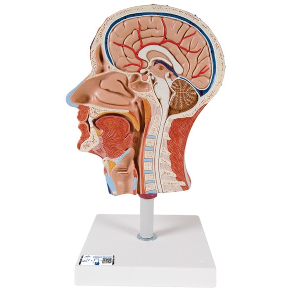 Half Human Head Anatomy Model With Musculature