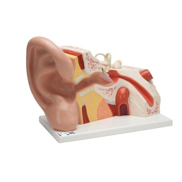 5 Times Life-Size Giant Ear Anatomy Model 3 Parts 5 Times Life-Size Giant Ear Anatomy Model 3 Parts