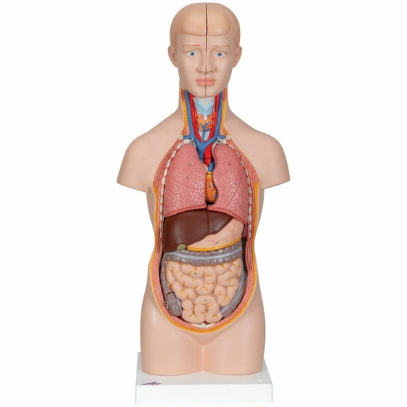 Brands - 3B Scientific - Human Torso Models - Anatomy Warehouse