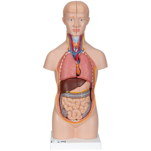 Mini Desktop Human Torso Anatomy Model 12 Parts