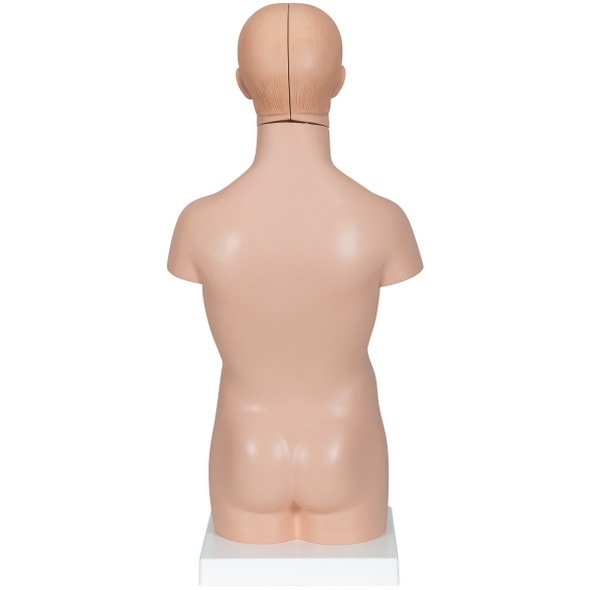 Mini Desktop Human Torso Anatomy Model 12 Parts