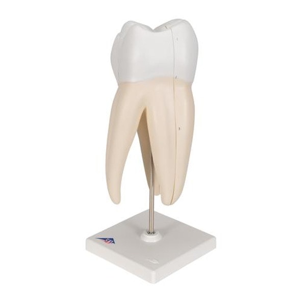 Upper Triple-Root Molar Tooth Anatomy Model Upper Triple-Root Molar Tooth Anatomy Model
