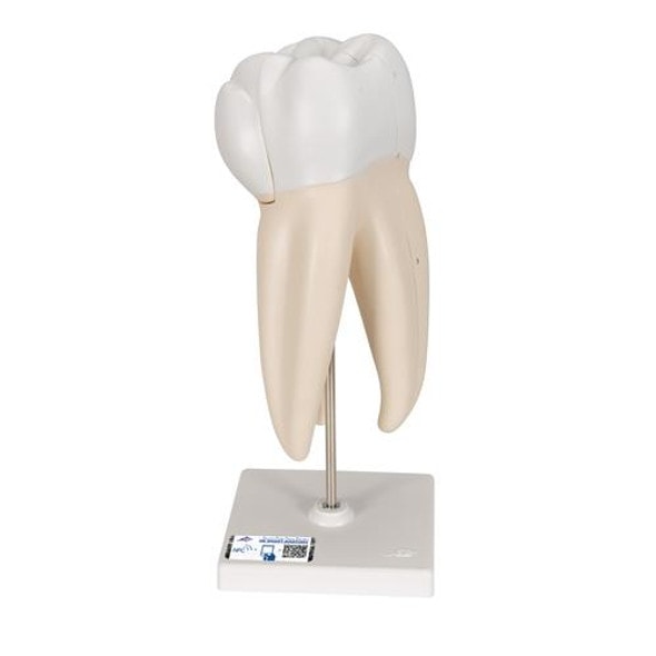 Upper Triple-Root Molar Tooth Anatomy Model Upper Triple-Root Molar Tooth Anatomy Model