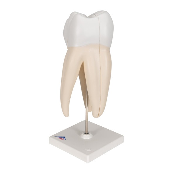 Upper Triple-Root Molar Tooth Anatomy Model