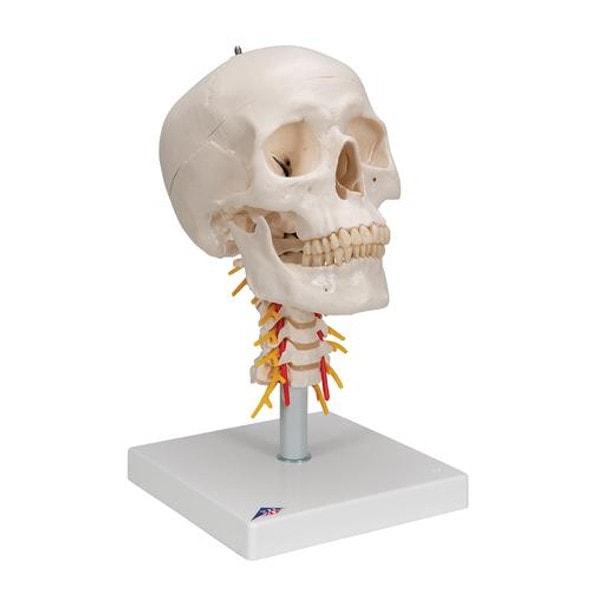 Classic Human Skull Anatomy Model On Cervical Spine Classic Human Skull Anatomy Model On Cervical Spine