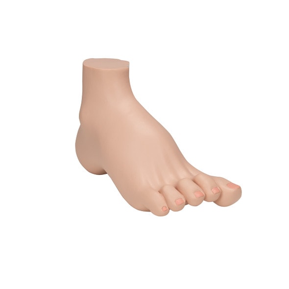 Hollow Foot Pes Cavus Anatomy Model