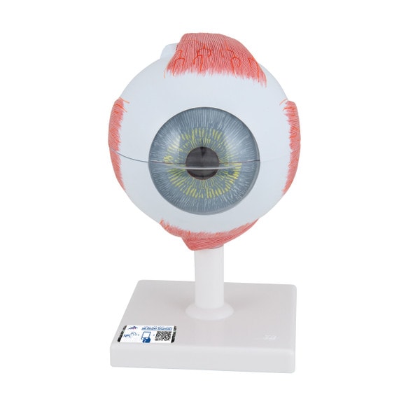 5 Times Full-Size Human Eye Anatomy Model 6 Parts