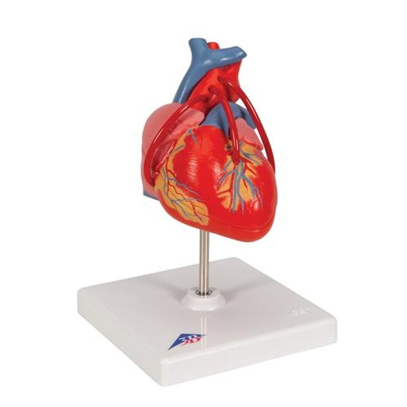 Classic Heart Anatomy Model With Bypass Classic Heart Anatomy Model With Bypass