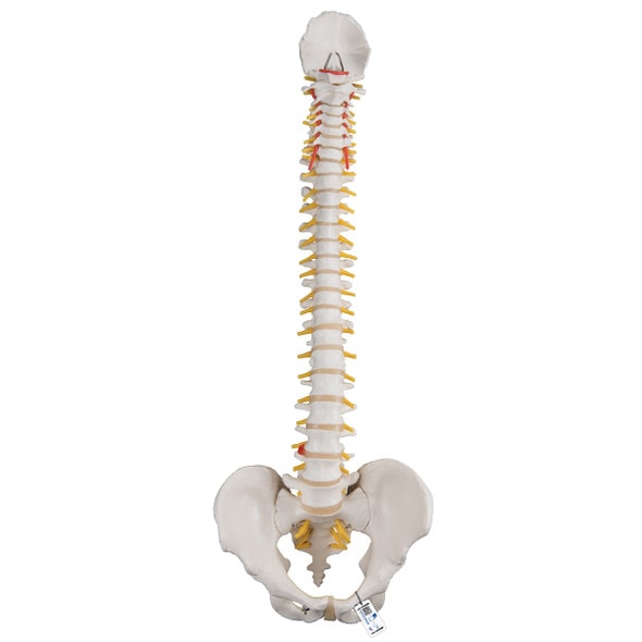 Classic Flexible Human Spine Anatomy Model