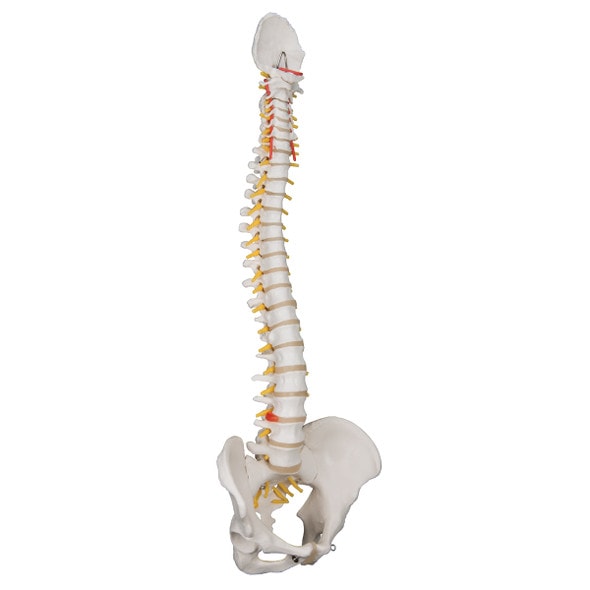 Classic Flexible Human Spine Anatomy Model