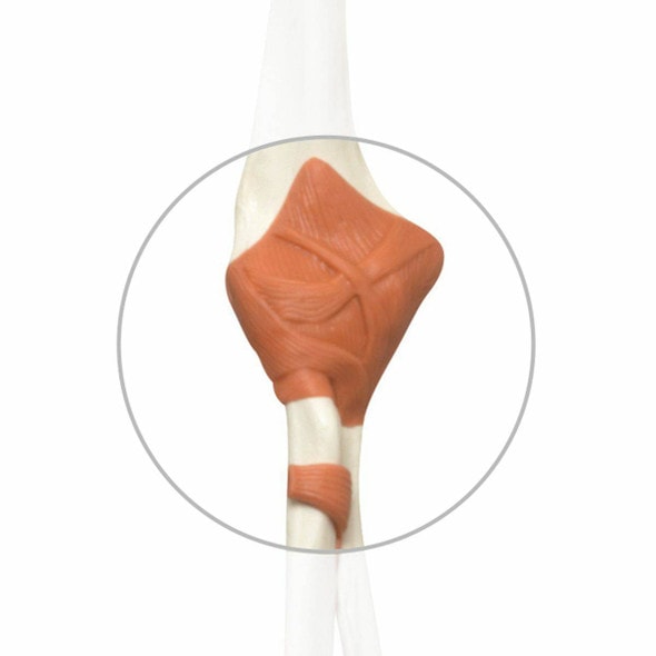 Replacement Elbow Ligament for 3B Scientific Skeletons Replacement Elbow Ligament for 3B Scientific Skeletons