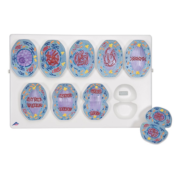 Mitosis Model
