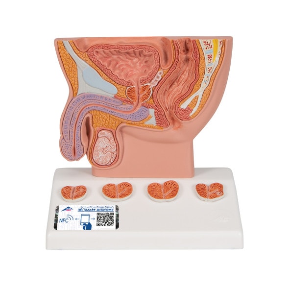 Miniature Prostate Anatomy Model
