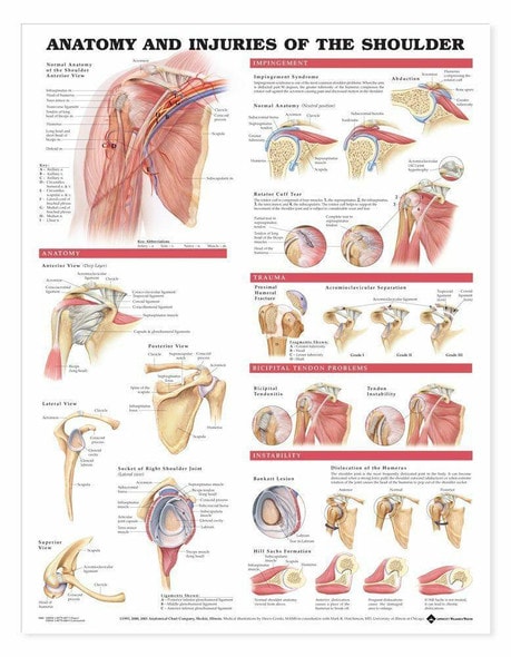 Anatomy and Injuries Of The Shoulder Anatomical Chart Anatomy and Injuries Of The Shoulder Anatomical Chart